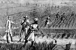 Historia del arroz